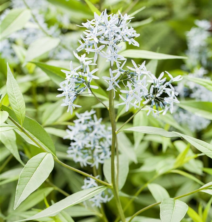 Amsonia, Blausternbusch