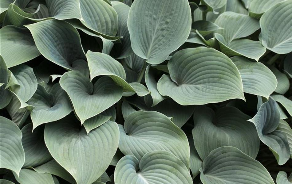 Hosta 'Elegans'