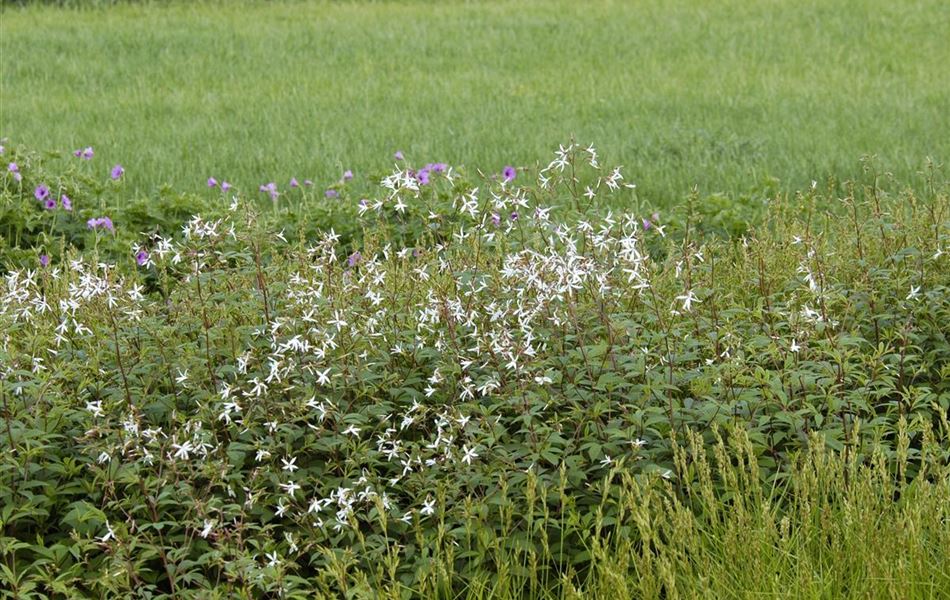 Gillenia trifoliata