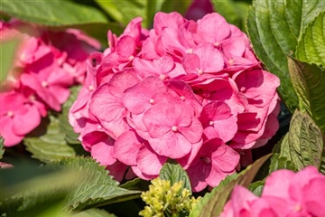 Hydrangea macrophylla 'Bouquet Rose'