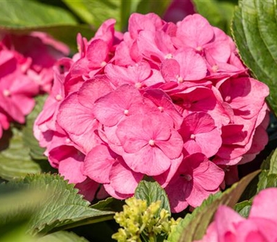 Hydrangea macrophylla 'Bouquet Rose'