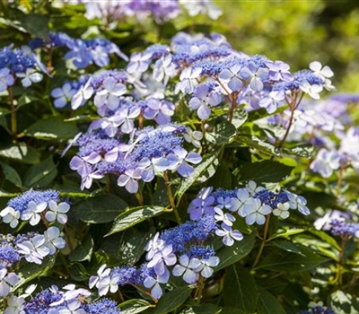 Hydrangea macrophylla 'Mariesii Perfecta'