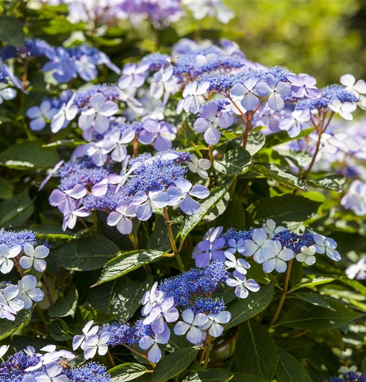 Hortensie