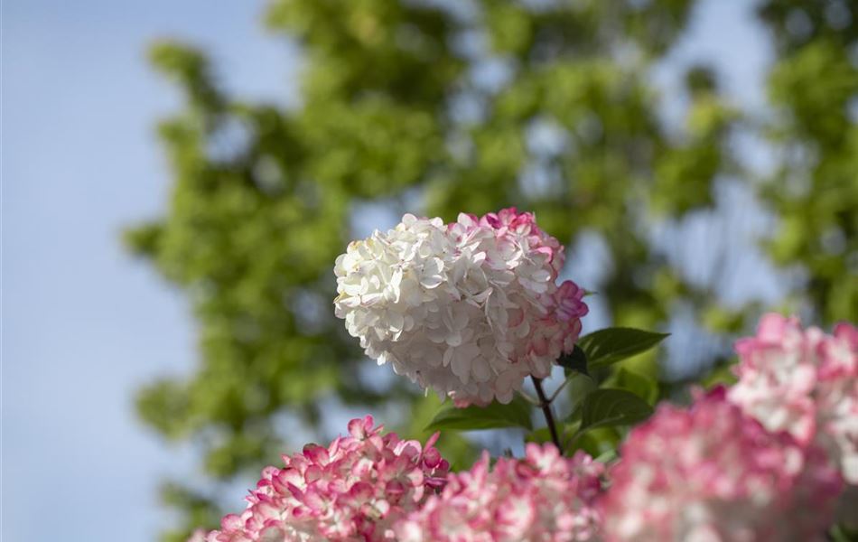 Hydrangea paniculata 'Vanille-Fraise'