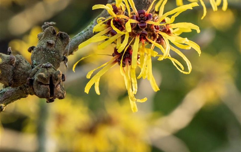 Hamamelis intermedia (x) 'Westerstede'