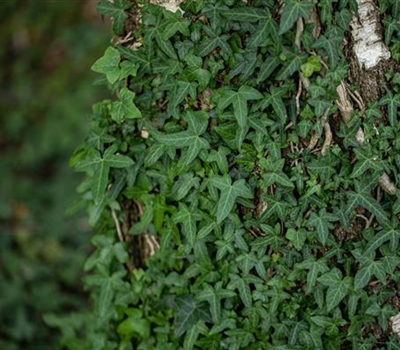 Hedera helix 'Sagittifolia'