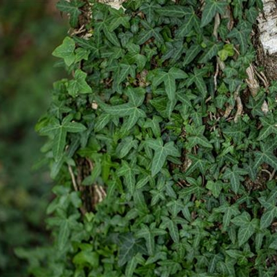 Hedera helix 'Sagittifolia'