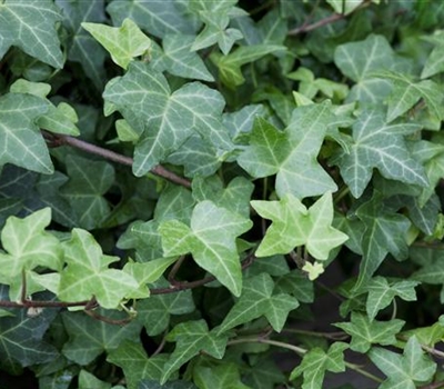 Hedera helix 'Woerner'