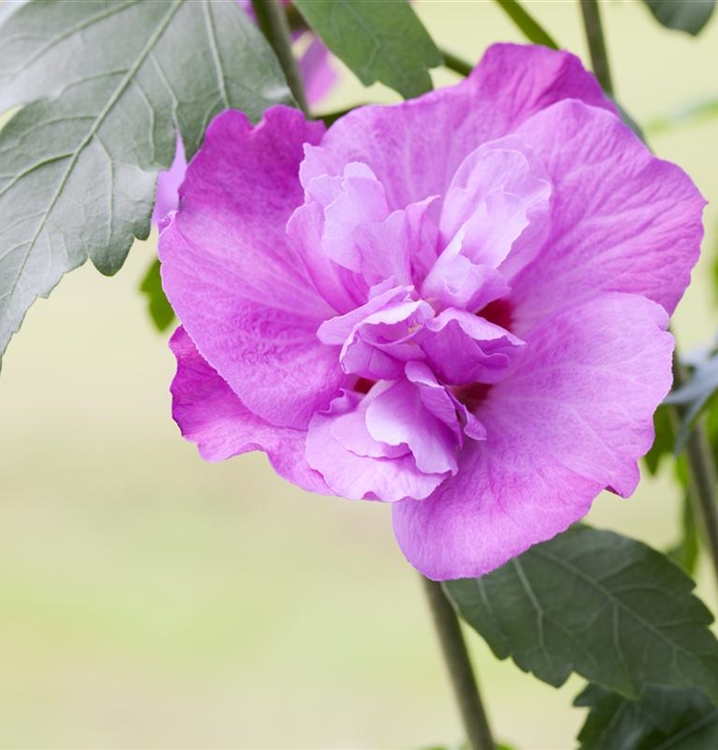 Hibiscus, Eibisch