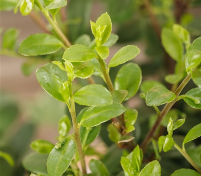 Ilex crenata 'Dark Green'