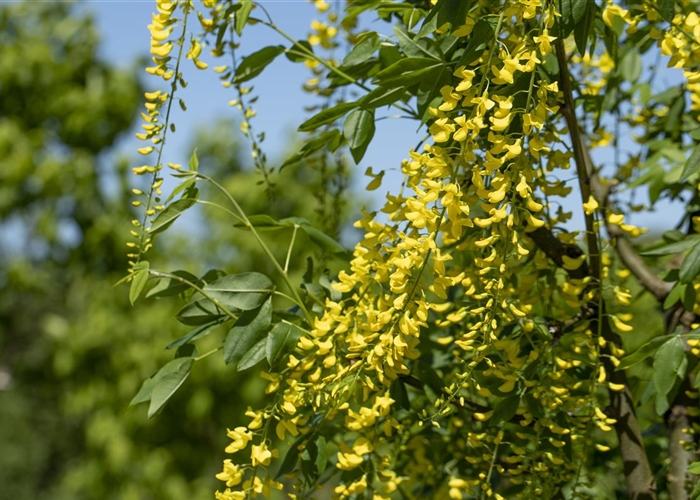 Laburnum watereri (x) 'Vossii'