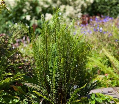 Blechnum spicant