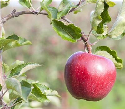 Malus domestica 'Galiwa'