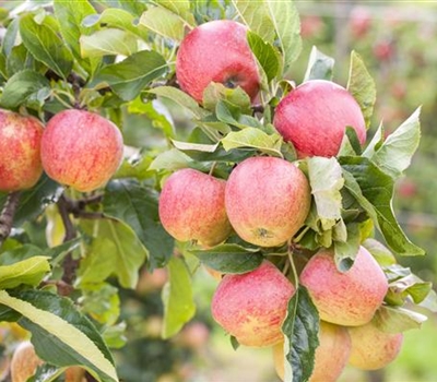 Malus domestica 'Gravensteiner'