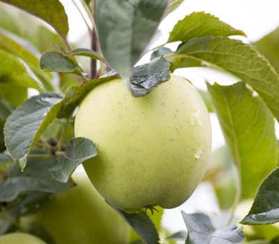 Malus domestica 'Weisser Klarapfel'