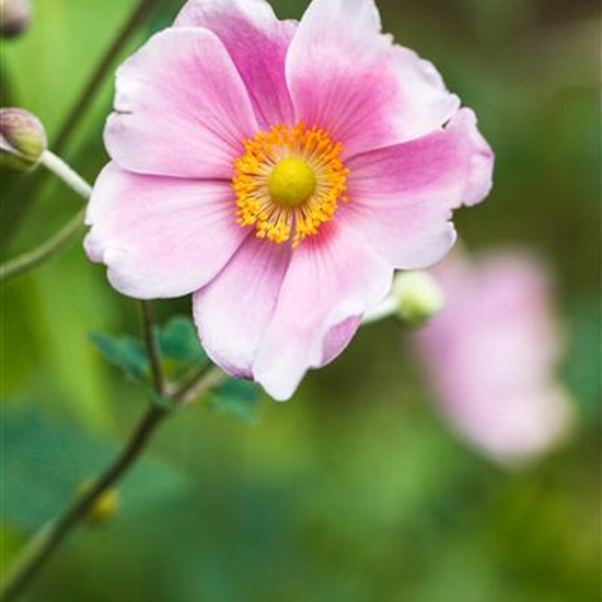 Anemone hybrida (x) 'Königin Charlotte'