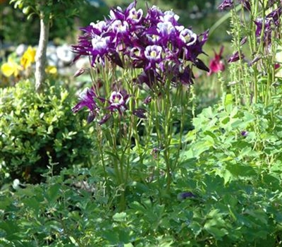 Aquilegia vulgaris