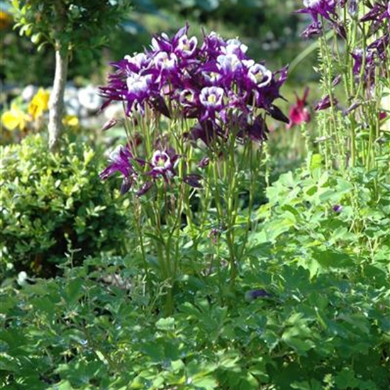 Aquilegia vulgaris