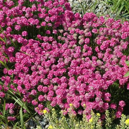 Armeria caespitosa