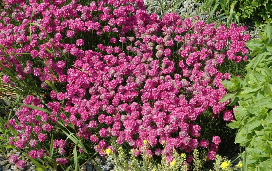 Armeria caespitosa