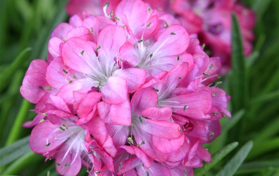 Armeria maritima 'Düsseldorfer Stolz'