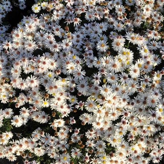 Aster (Dumosus-Gruppe) 'Apollo'