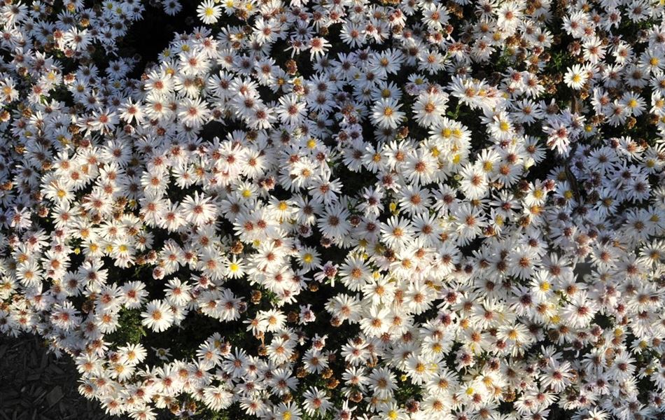 Aster (Dumosus-Gruppe) 'Kristina'