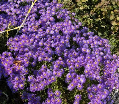 Aster amellus 'Breslau'