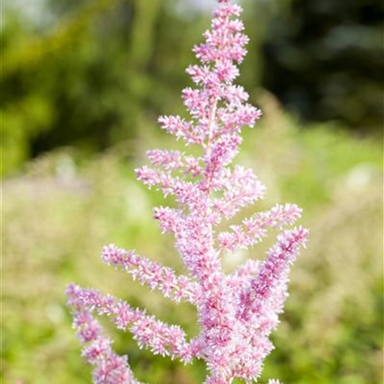 Astilbe (Arendsii-Gruppe) 'Cattleya'