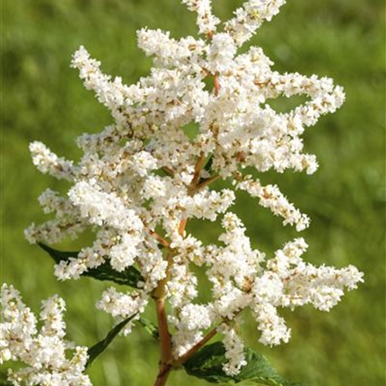 Astilbe (Japonica-Gruppe) 'Deutschland'