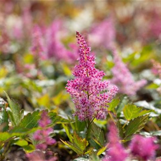 Astilbe (Japonica-Gruppe) 'Mainz'