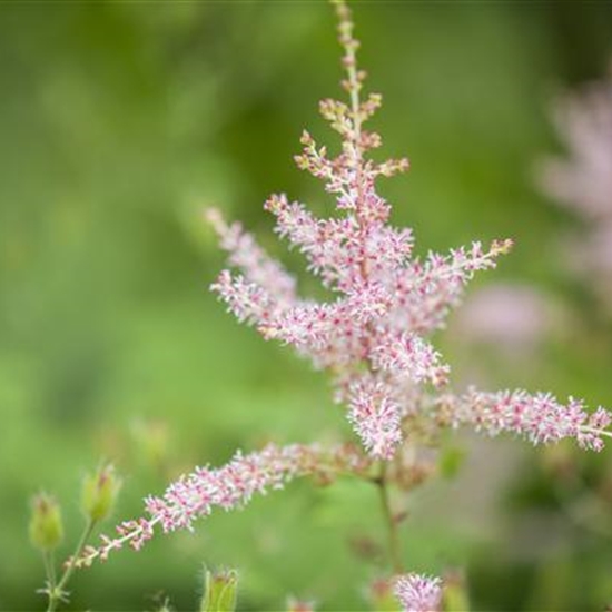 Astilbe (Simplicifolia-Gruppe) 'Hennie Graafland'