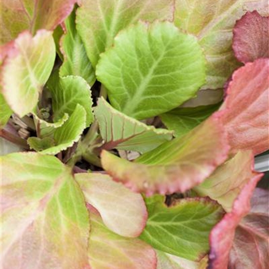 Bergenia 'Abendglut'