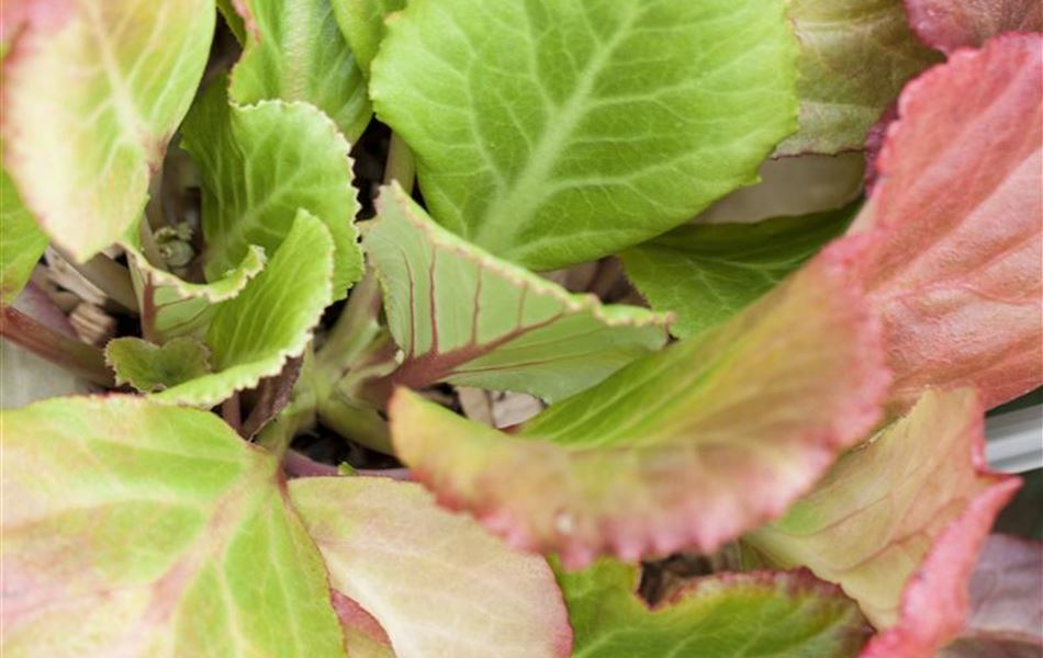 Bergenia 'Abendglut'