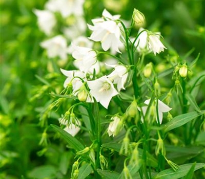 Campanula cochleariifolia 'Bavaria White'