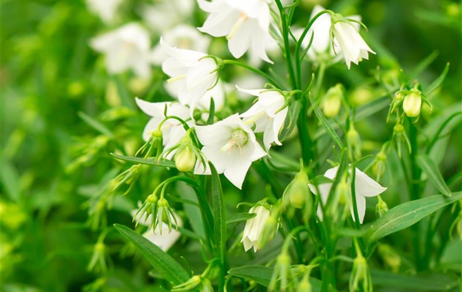 Campanula cochleariifolia 'Bavaria White'