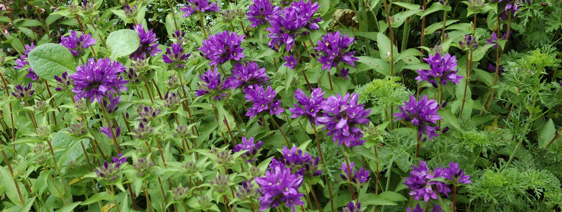 Campanula glomerata 'Superba'