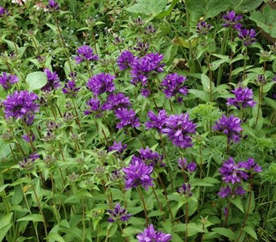 Campanula glomerata 'Superba'