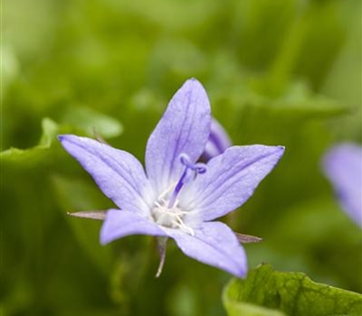 Campanula poscharskyana 'Stella'