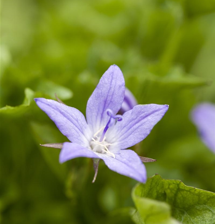 Hängepolster Glockenblume