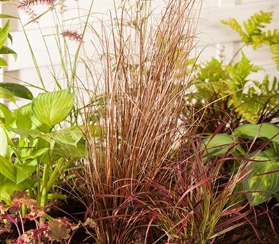 Carex buchananii 'Franks Hair'