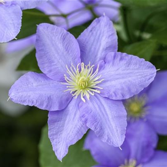 Clematis (Grossbl., frühblüh. Gruppe) 'Lasurstern'