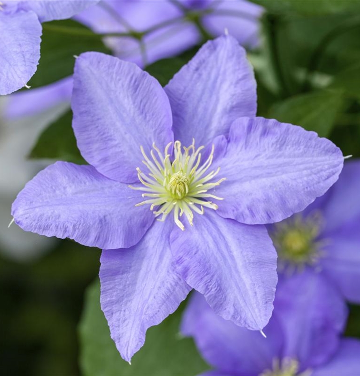 Waldrebe, Clematis