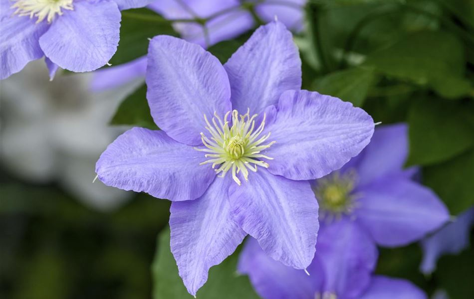 Clematis (Grossbl., frühblüh. Gruppe) 'Lasurstern'