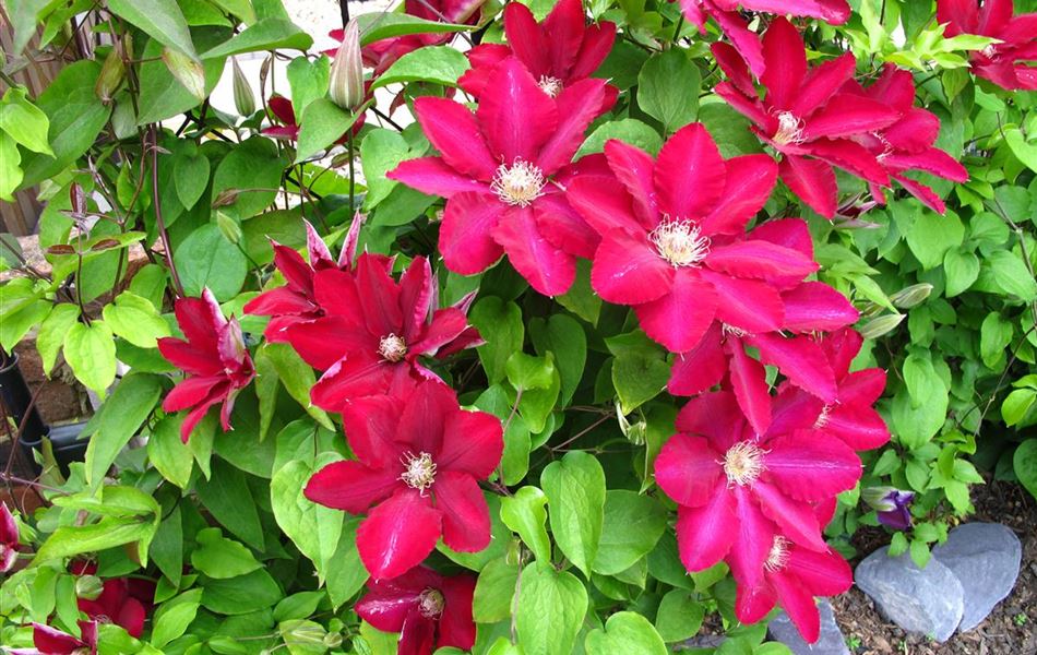 Clematis (Grossbl., spätblüh. Gruppe) 'Ernest Markham'