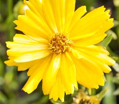 Coreopsis grandiflora 'Christchurch'