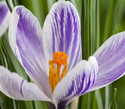 Crocus 'Pickwick'