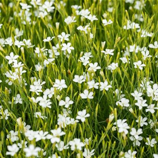 Dianthus deltoides 'Albiflorus'