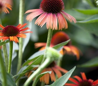 Echinacea 'Hot Summer'