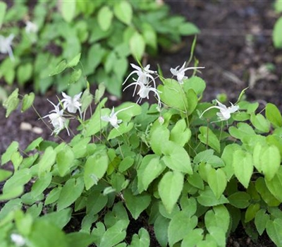 Epimedium youngianum (x) 'Niveum'